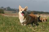 CORGI PEMBROKE 1148